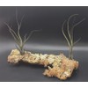 Tillandsia, Tillandsia butzii