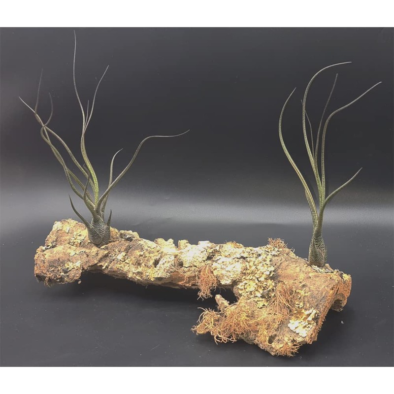 Tillandsia, Tillandsia butzii