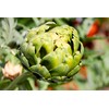 Artichoke 20 Seeds for Planting Non-GMO