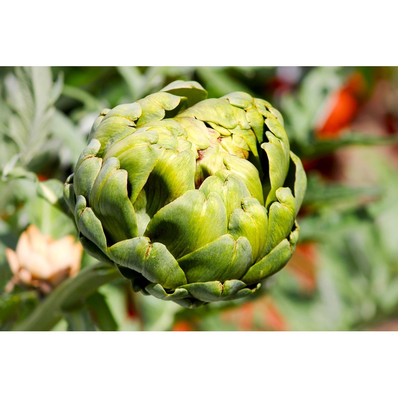 Artichoke 20 Seeds for Planting Non-GMO
