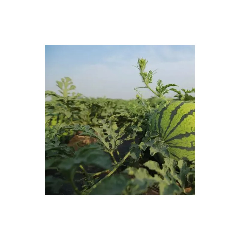 ATLAS Watermelon -Stripped Sweetie