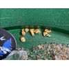 Klesh Gold Beginner Paydirt