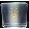 37mm Real Weaver Ant in Crystal Clear Lucite Resin Specimen