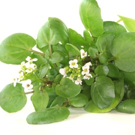 Outsidepride Watercress Herb Plant Seeds - 5000 Seeds