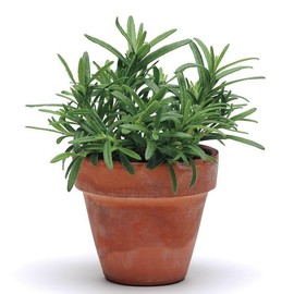 Park Seed SimplyHerbs Rosemary Seeds - Pack of 100 Seeds, Multiseed Pellets, Quick-Germinating, Edible and Ornamental, Perfect for Containers, Decks, and Gardens