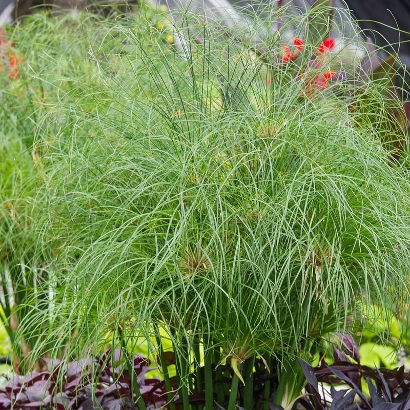 Nile Queen Papyrus | 3 Live Plants | Cyperus Shade