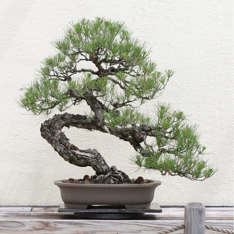 Bonsai Tree | Japanese Black Pine | Seed Grow Kit