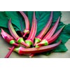 Okra Red 20+ Seeds for Planting Non-GMO Gumbo Lady's Finger