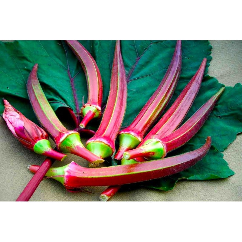 Okra Red 20+ Seeds for Planting Non-GMO Gumbo Lady's Finger