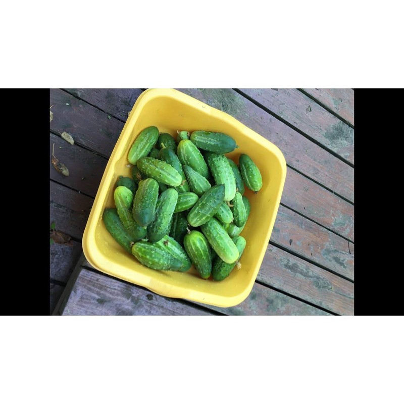 NIKA SEEDS - Vegetable Cucumber Elegant F1-20 Seeds