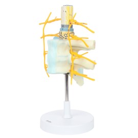 Axis Scientific Anatomy Model of Thoracic Vertebrae and Enlarged Spinal Cord | 2X Life-Size Vertebrae Shows White and Gray Matter and Spinal Ganglia | On White Base | 3 Year Warranty