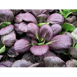 TomorrowSeeds - Purple Lady Bok Choy Seeds - 200+ Count Packet - for 2024 Pak Choi Purple Leaves Green Stem Pok Choy Asian Vegetable Magic