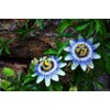 40pcs Passion Flower Seeds Garden Passiflora Potted Plants