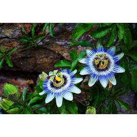 40pcs Passion Flower Seeds Garden Passiflora Potted Plants