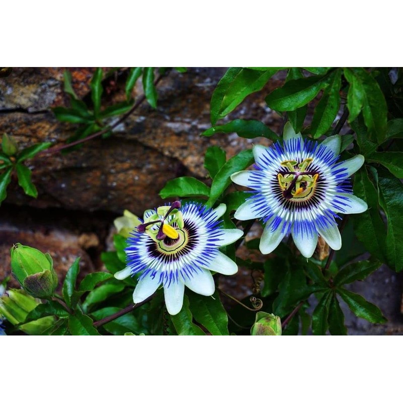 40pcs Passion Flower Seeds Garden Passiflora Potted Plants