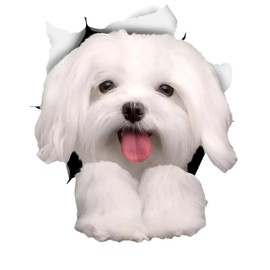 Maltese Car Sticker 18 cm (7.1 Inch) White Maltese Car Sticker Funny Maltese 3D Reflective Car Sticker Bumper Funny Decor