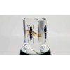XL Asian Giant Hornet in Lucite, Resin