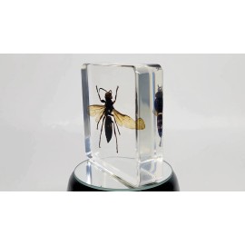 XL Asian Giant Hornet in Lucite, Resin