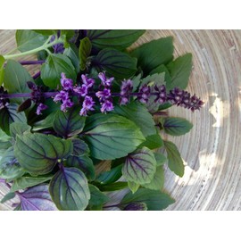 TomorrowSeeds - Persian Basil (Reyhan) Seeds - 1500+ Count - for 2026 Planting AAS Winner New Lot Middle Eastern Herb Garden Pot Thai Anise Parsi Black Licorice Mint Asian Indian Grow Your Own Home