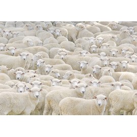 M81-627 1000 Micropiece Jigsaw Puzzle, Sleepy Puzzle, 10.2 x 15.0 inches (26 x 38 cm), Japan Toy Award 2021 High Target Toy Division Excellence Awards, White, Made in Japan