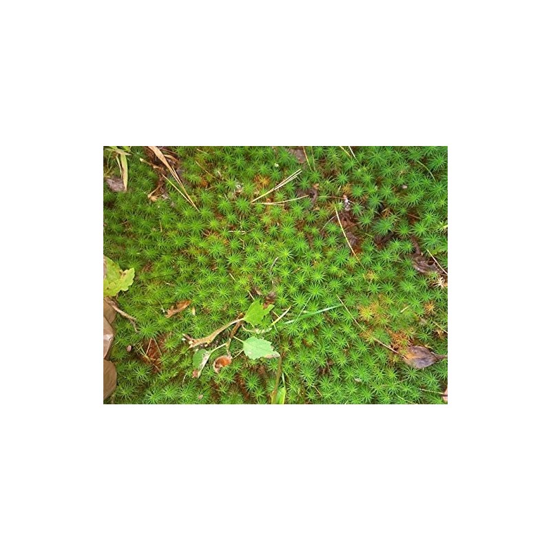 Tin Roof Treasure Live Terrarium Moss Assortment