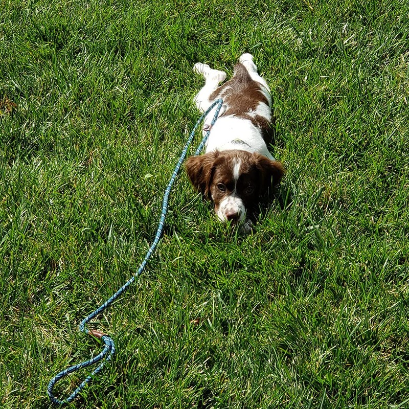 Mycicy Slip Lead Dog Leash, 1/4" x 5ft No Pull