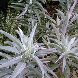 Palm Beach Medicinal Herbs - White Sage (Salvia apiana) - Packet of 40 Seeds