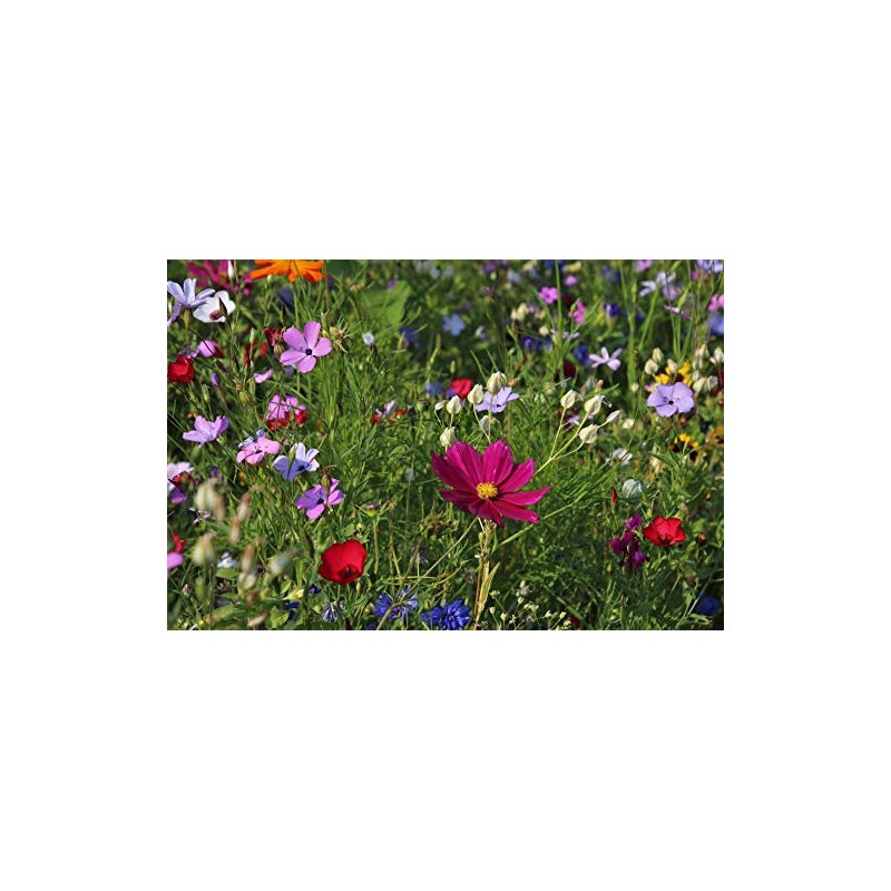 Hummingbird/Butterfly Wildflower Mix