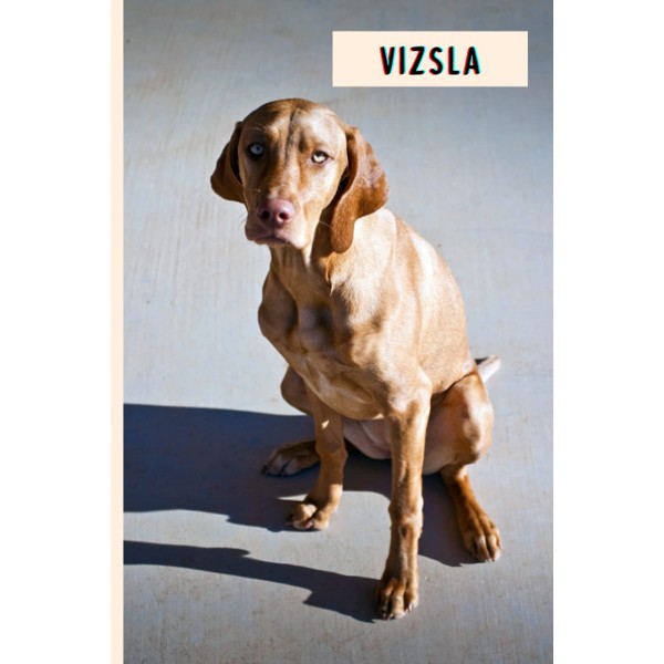Vizsla: Perfect Vizsla Dog Journal for Memories And Notes ,