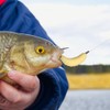 FUNANASUN 30 pcs Würmer zum Angeln, Künstliche Köder Würmer Fisch