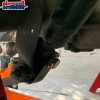 SI For 1999-2024 Chevy Silverado GMC Sierra 1500 Rear Shock