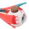 Anatomical Model of Human Eye, Educational Representation of Eyeball Anatomy