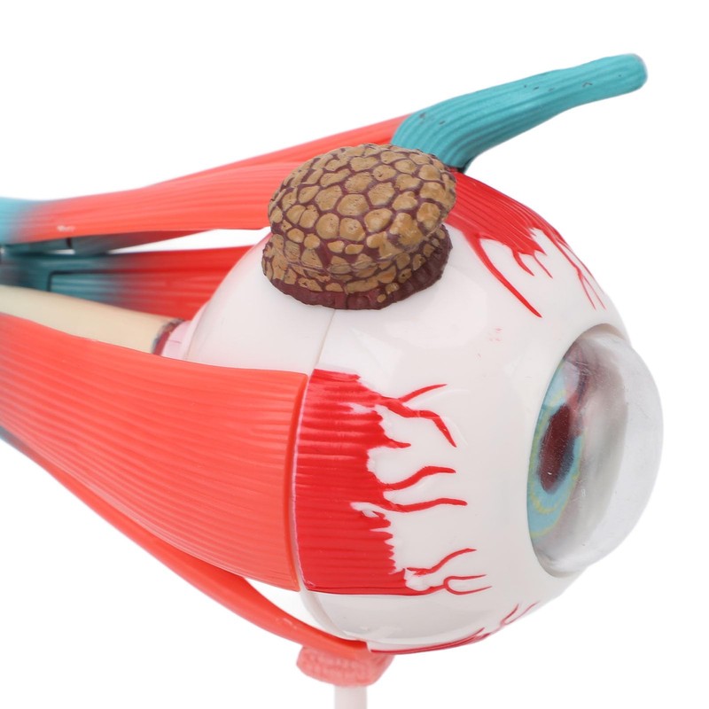 Anatomical Model of Human Eye, Educational Representation of Eyeball Anatomy