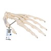 Hand skeletal model that correctly reproduces the position of each