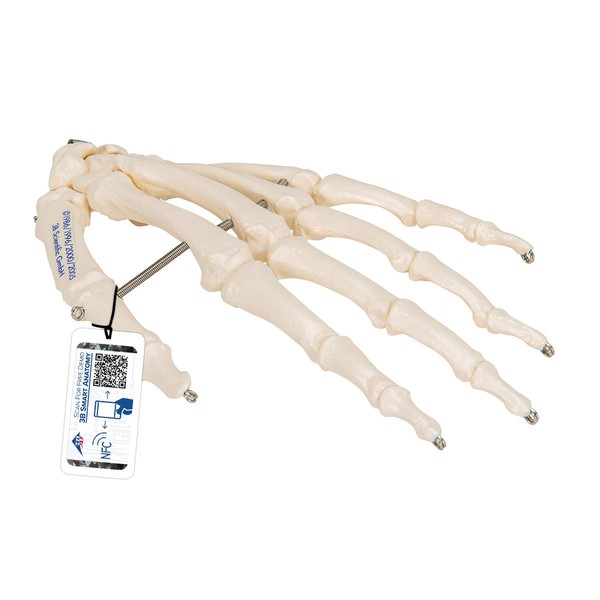 Hand skeletal model that correctly reproduces the position of each bone by wire - Hand bone model, wire connection - 3B Scientific