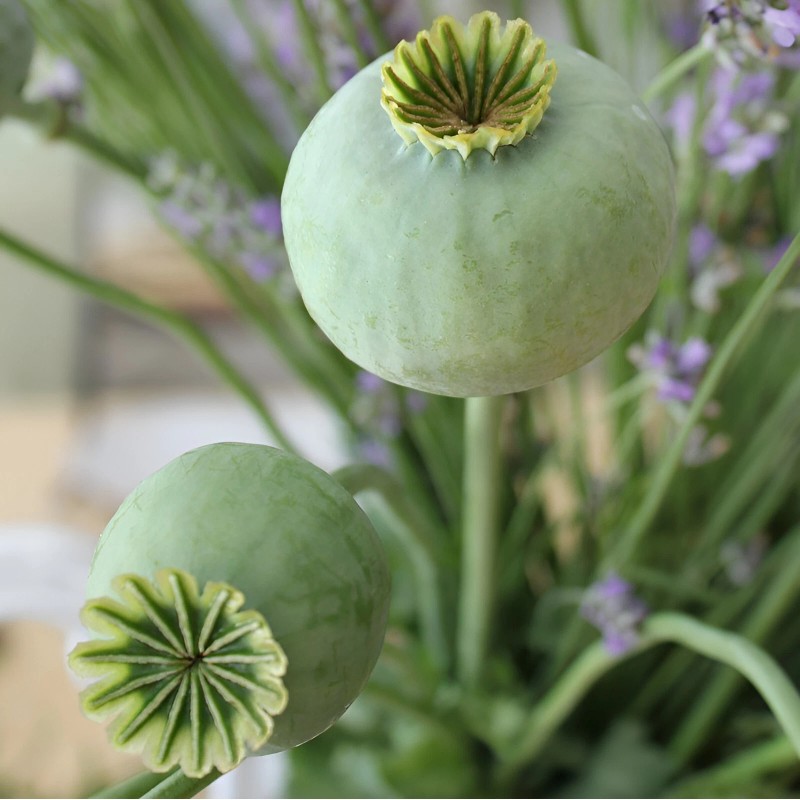 1,000 The Giant - Giganteum P. Somniferum Poppy Seeds -HUGE