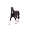 Hanoverian mare, Black