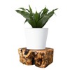 THY COLLECTIBLES Natural Tree Trunk Stump Stool with Live Edge