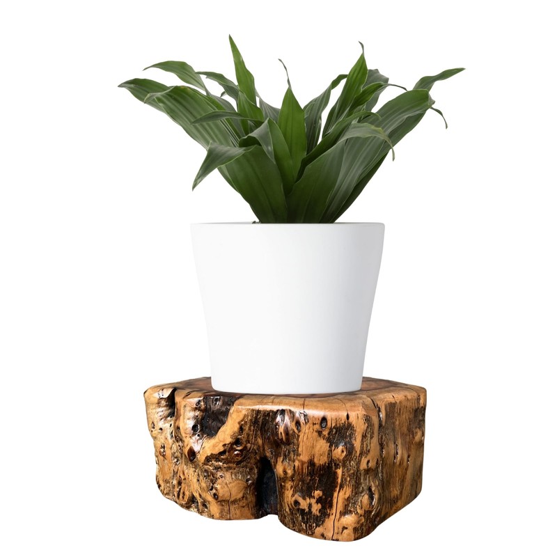 THY COLLECTIBLES Natural Tree Trunk Stump Stool with Live Edge