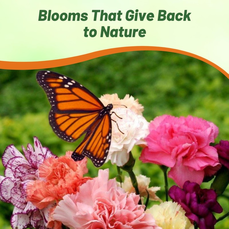 Outsidepride Chabaud Mix Carnation Seeds - 2000 Pcs Perennial, Easy