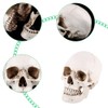 Tiiyee Human Skull Model, Life Size Human Head White Resin