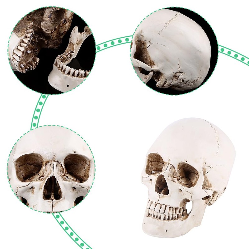 Tiiyee Human Skull Model, Life Size Human Head White Resin