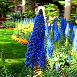 HPGS 50 Seeds - Pride of Madeira Flower Seeds | Echium fastuosum Blue Tower of Jewels Garden Plant, Green, Blue, Purple