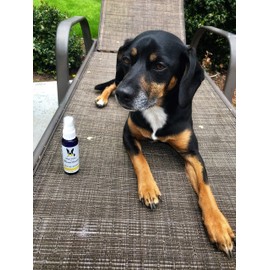 Warren London - Wet Kiss Dog Cologne, Long Lasting Dog Spray, Dog Deodorant to Remove Odor from Stinky Dogs, Papaya & Guava, 16 Ounce Bottle