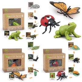 Montessori Life Cycle Learning & Education Toys - Plastic Insect Ladybug, Monarch Butterfly, and Tadpole-to-Frog Kit for Kids, Preschool Learning Activities for Toddlers