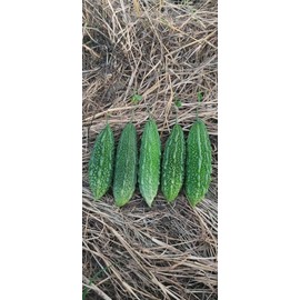 10 India Bitter Seeds, Kho Qua Rung Organic - Mai's Family