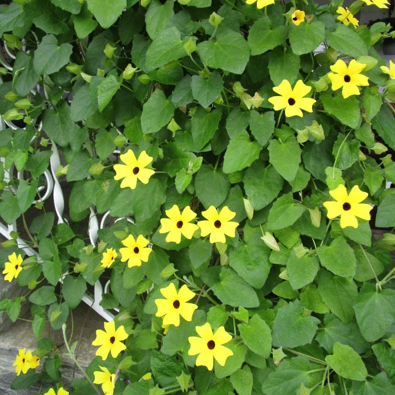 Park Seed Black-Eyed Susan Vine – Twining Summer Annual with