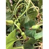 TomorrowSeeds - Big Green Sausage Bottle Gourd Seeds - 30+