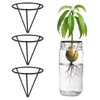 Tyqour 3 Pcs Avocado Tree Growing Kits - Avocado Seed