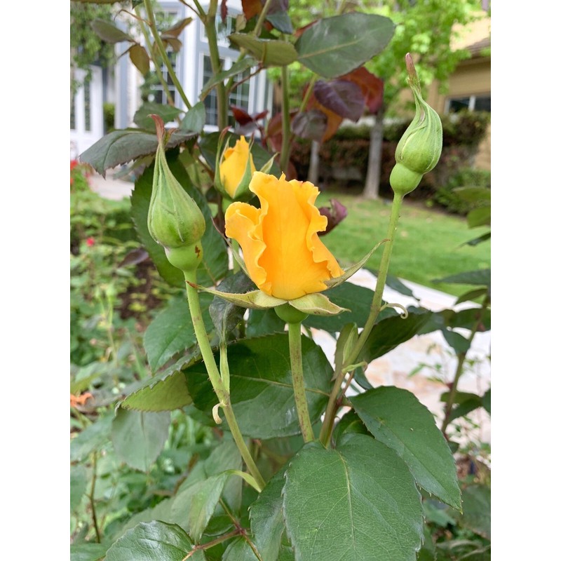 Home-Growth Radiant Perfume Rose, Fragrant Large Yellow Rose - 5